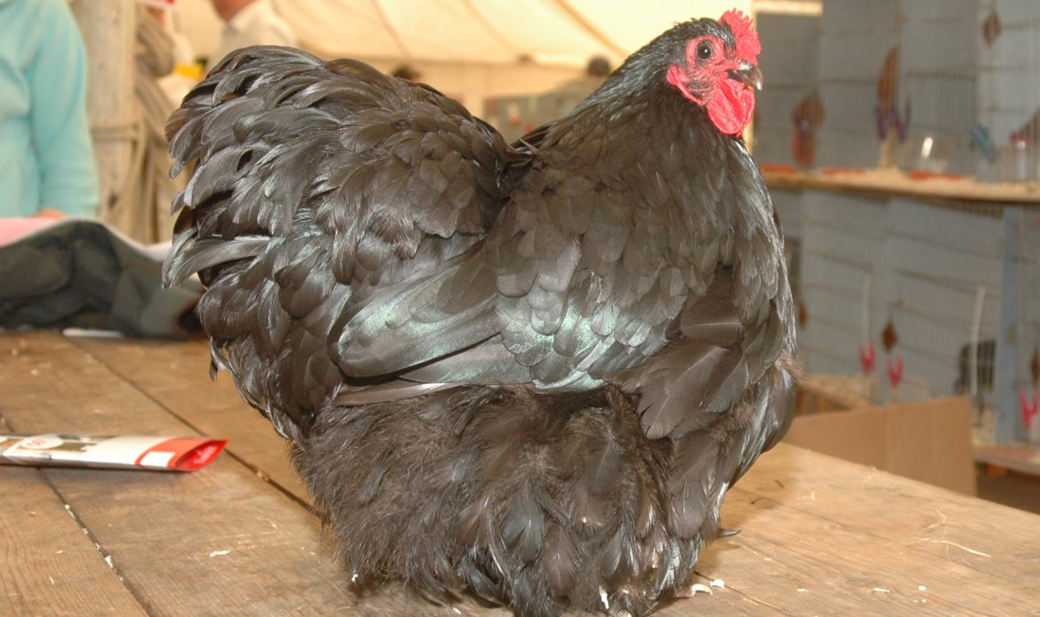 Championin poultry